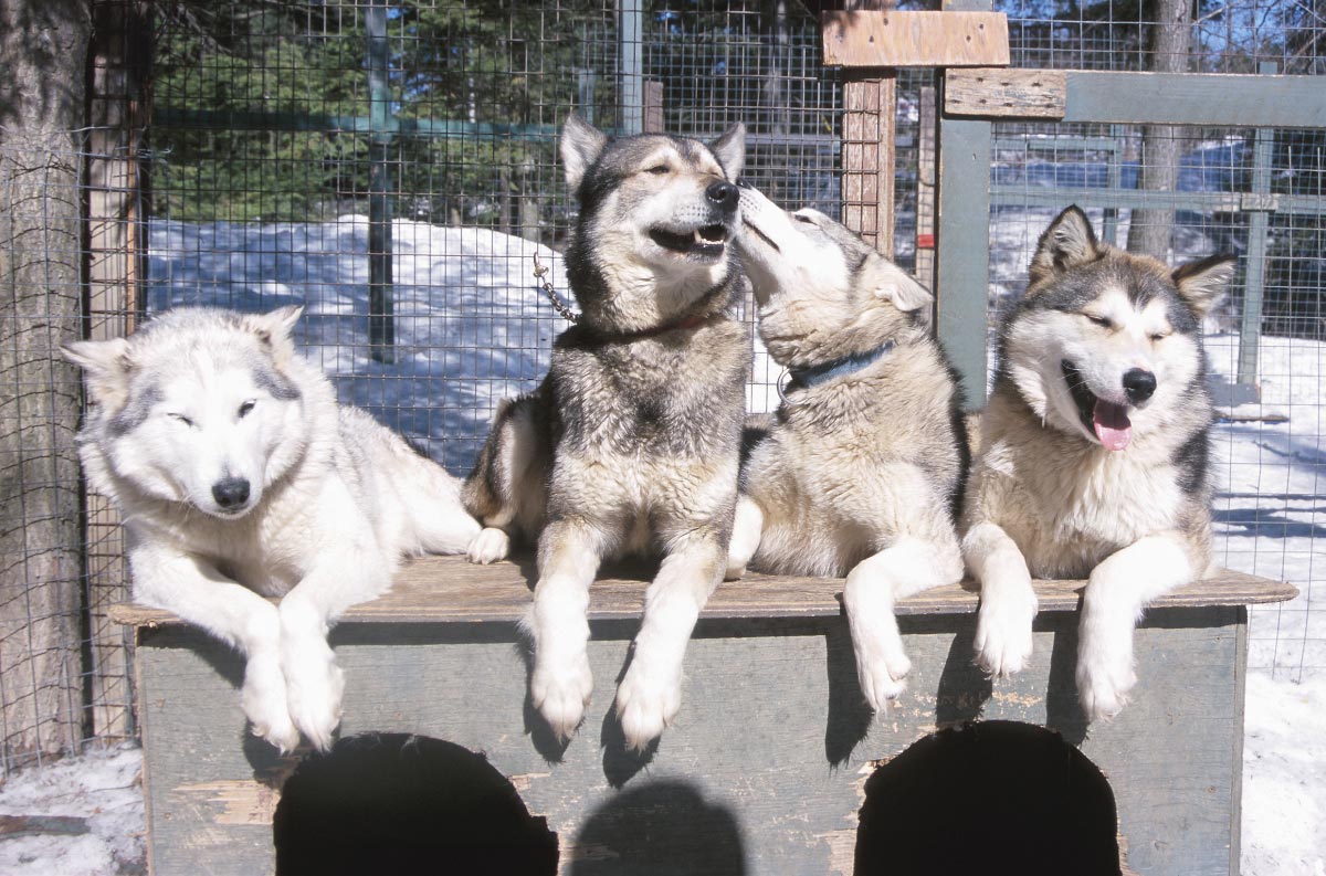 Huskies-Dogs-Cage-Pack