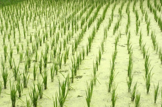 1280px-Langkawi-pantai_cenang-rice-field