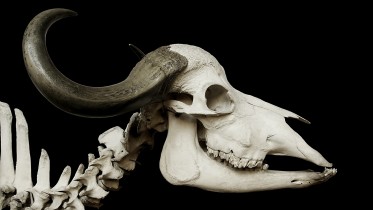 cattle-skull-67740_1920