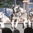 Huskies-Dogs-Cage-Pack