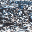 dead-ocean-animals