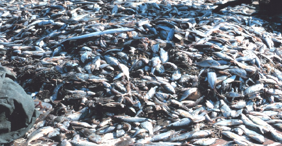 dead-ocean-animals