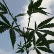 Hemp-Plant marijuana weed cannabis