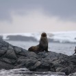 Seal-And-Penguins