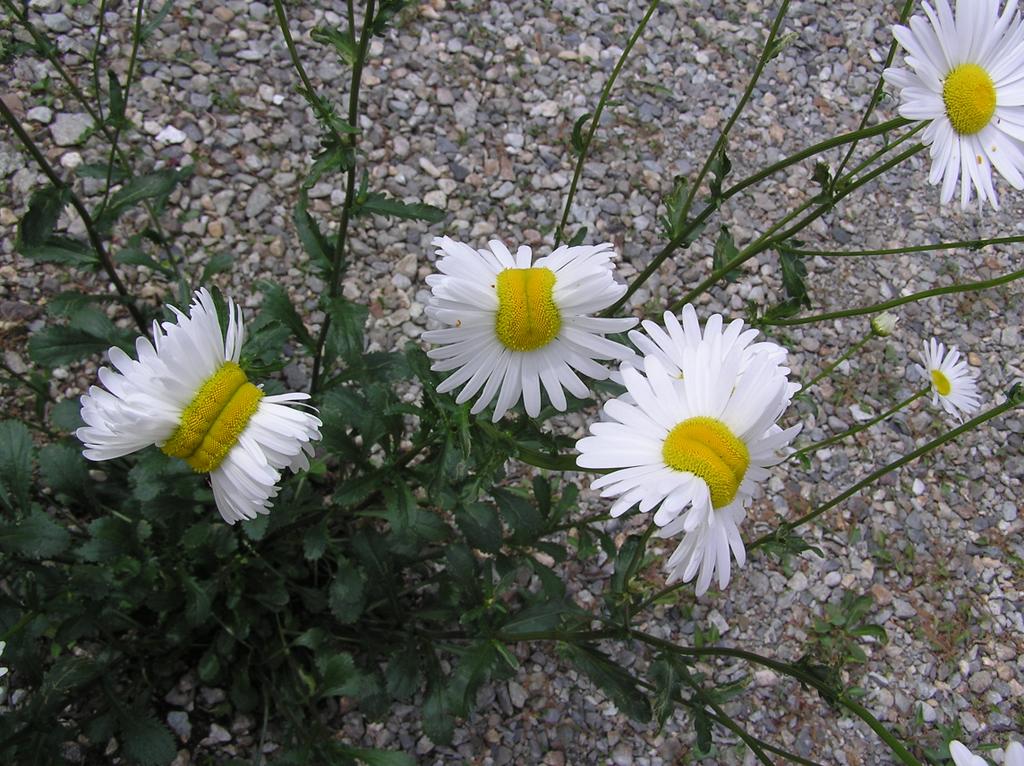 mutated daises