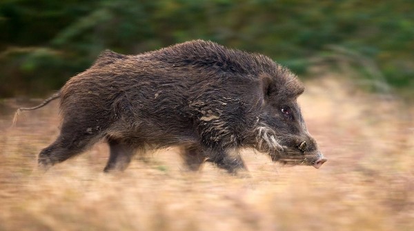 boar