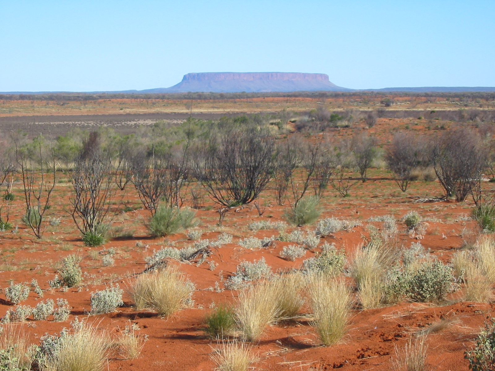 ........ Nein, wir sind noch 80 km vor dem Ayers Rock: Das ist der Monolith noch nicht, sondern erst sein Vorbote, der Mount O'Connor, ein Tafelberg, der in der ersten Begeisterung  von Unwissenden gerne für den Ayers Rock gehalten werden will.