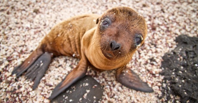 sea lions