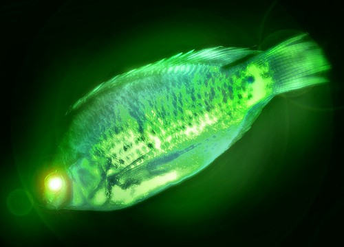 20130901-radioactive-fish