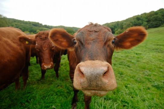 _DSC5458_brown_cow_lg